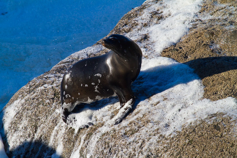 California Sea Lion